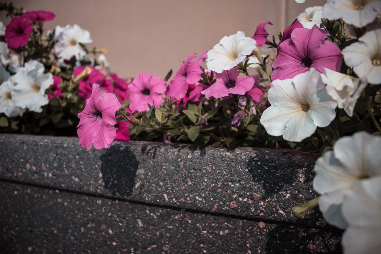 8 / 24 / 2018 — image 12